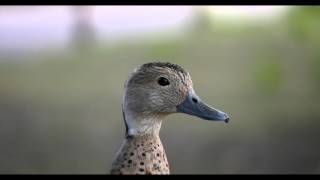 preview picture of video 'Head of a Ringed Teal (Callonetta leucophrys ♂) / Kopf einer Rotschulterente [2]'