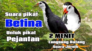 Download lagu SUARA PIKAT BURUNG RUAK RUAK BETINA AMPUH 1000% EFEKTIF mp3