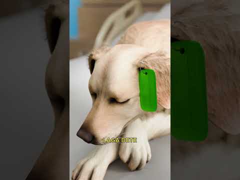 Concept Of Dog Tags 🐶