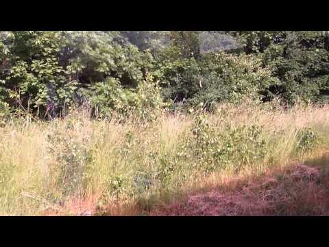 RB95 Zwickau Hbf - Johanngeorgenstadt (2015)