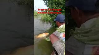 Download lagu Tombro Super 3kg. #tombro #mancinglamongan #mancing #mancinggacor #mancingliar #lamongan mp3 Download lagu Tombro Super 3kg. #tombro #mancinglamongan #mancing #mancinggacor #mancingliar #lamongan mp3