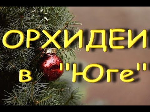 ЗАВОЗ прекрасных ОРХИДЕЙ в "Юге",13.01.21,Самара,ул.Авиационная,8.