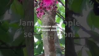 Jamaican apple. In the country, bless with fruits. もうすぐジャマイカのアップルシーズン。#jamaica #apple #ジャマイカ #アップル