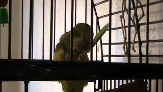 Beaker the Quaker Parrot... With a Feather