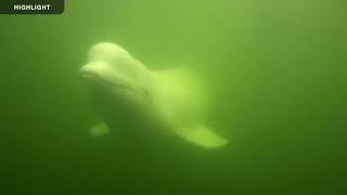 Beluga Boat Underwater | 2023 Highlights
