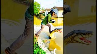 Download lagu Delivering packages to flooded housing complexes, King Kobra Gess delivers them #flood #kingkobra mp3 Download lagu Delivering packages to flooded housing complexes, King Kobra Gess delivers them #flood #kingkobra mp3