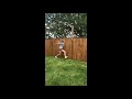 Jumpin’ around, backyard 