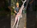 Southern Special Sail Fish With Rice Shorts Fish Fishcooking Seafood
