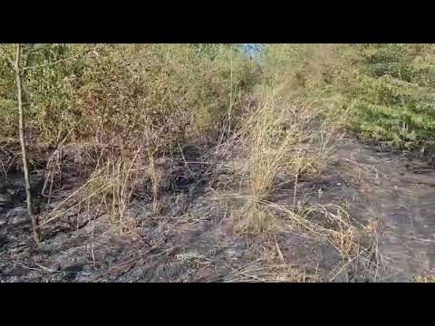 Incendiu în pădurea din Murfatlar, județul Constanța