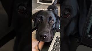 Black labrador blackmailing eyes 🤣 #Shorts #BlackLabrador