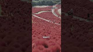 Day -Trip from Tokyo to Ibaraki! Link to full video below: