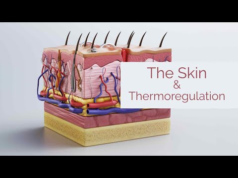 Life Sciences Gr12 - The Skin & Thermoregulation