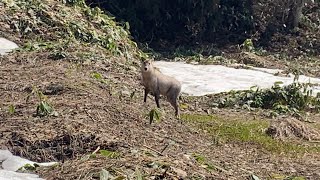 【野良かもしか】かもしかのこのこでてきやがった