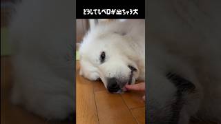 どうしてもベロが出ちゃう愛犬 #greatpyrenees #犬のいる生活 #大型犬のいる生活 #大型犬 #大型犬と暮らす #グレートピレニーズ #愛犬 #癒し #ゴールデンレトリバー #柴犬