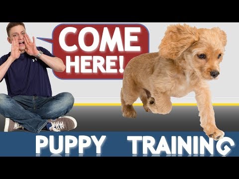 How to Train your Puppy to Come When Called NOW AND FOREVER!