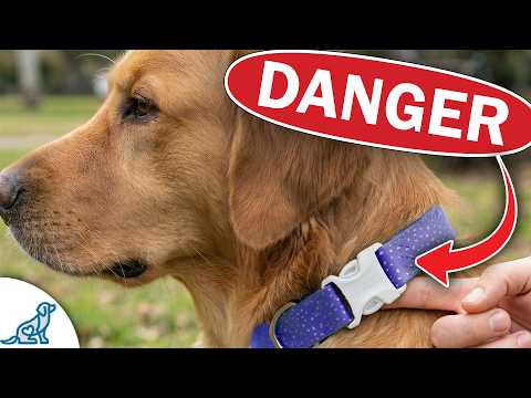 McCann Dog Training preview