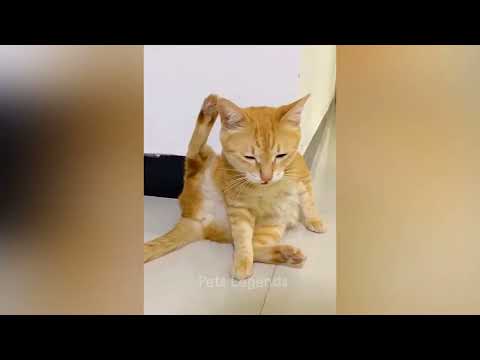 funny animal video☺️☺️☺️