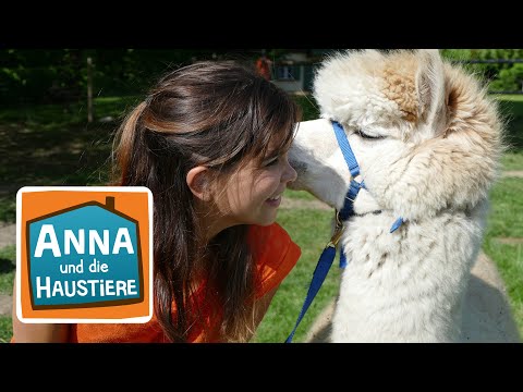 , title : 'Alpaka | Information für Kinder | Anna und die Haustiere'