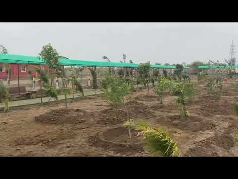 Autism Ashram Gujarat: The newly developed fruit garden with 20 varieties of fruits