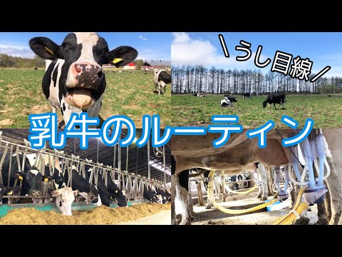 , title : '【牛目線】乳牛のルーティン【牧場】'
