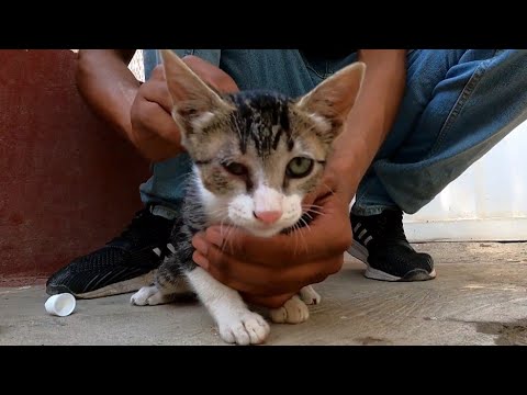 The Little Kitten Who Lives With His Hungry Mother Needs My Help To Treat His Eye.