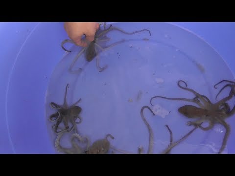 download lagu mp3 mp4 Spider Octopus, download lagu Spider Octopus gratis, unduh video klip Spider Octopus