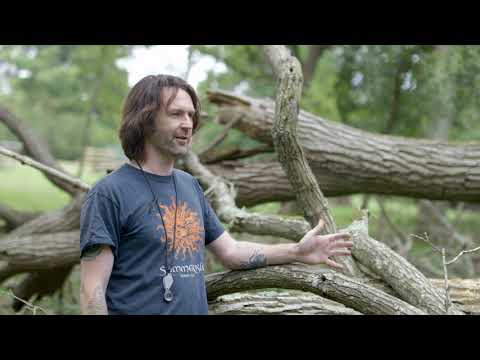 Surveying for saproxylic invertebrates at Knepp Castle Estate