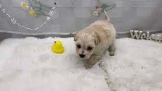 ハーフ犬の動画01