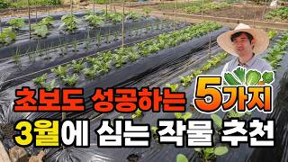 3월에 심는 작물 5가지｜텃밭 초보자도 잘 자라는 채소 심는방법