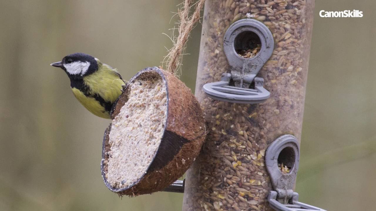 Photographing birds in garden - YouTube