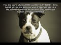 Aggressive Dog Barks Free Sound Effect Royalty Free No Copyright Sound Effectual