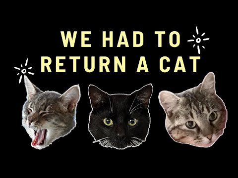 Returning a cat to the shelter