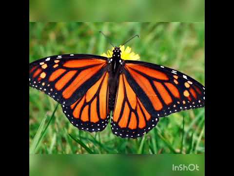 Arabic  song ❤    Naseera naser