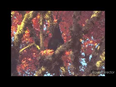 Thumbnail for Ride - studio outtakes by Ride