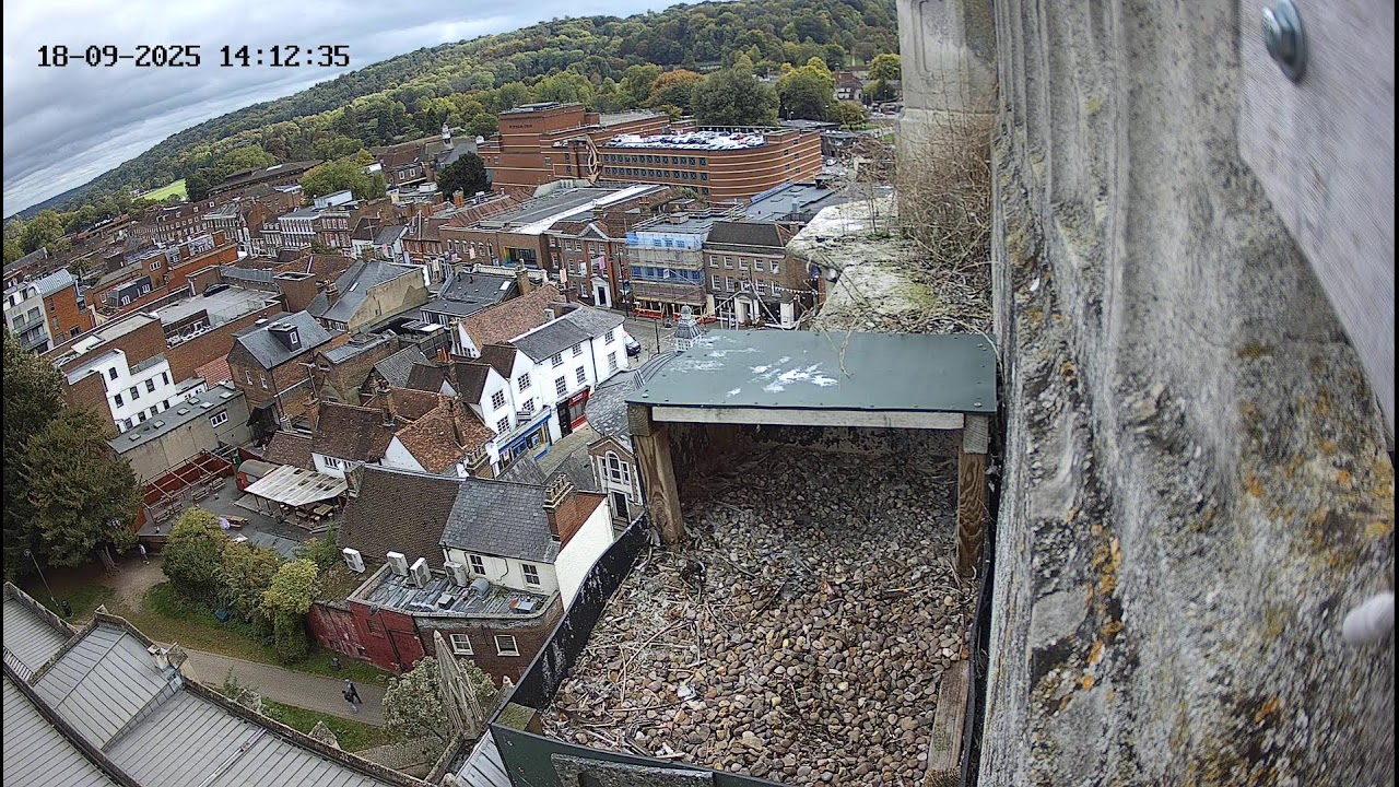 High Wycombe - Peregrines Camera 1