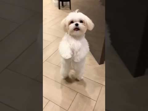 Cutest Dancer on 2 legs | Shihtzu dog | #shihtzu #dog