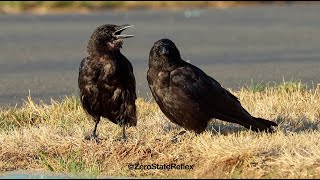 Crow Waiting For Their Lover To Laugh At Their Joke