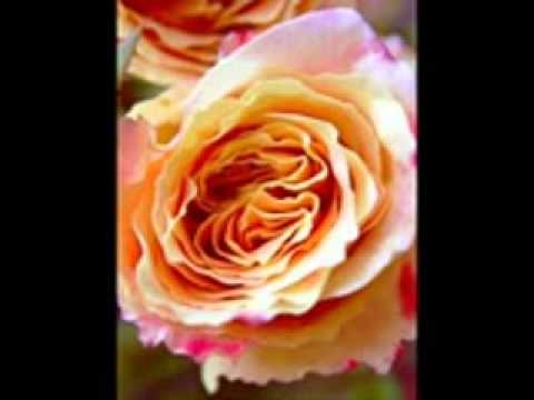 O solemiyan sunidhi chauhan.flv