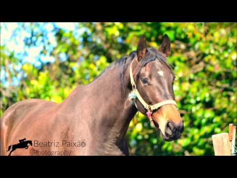 3 years old (by: Silberkranich x Karlstad)