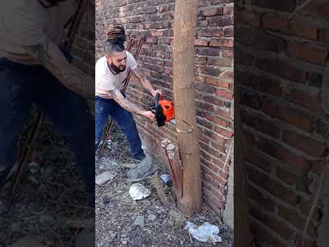 Motosierra Niwa CNW-36 🔥 tala de mora Creando la Cuña Perfecta 😅 | Niwa Chainsaw Wedge Cutting