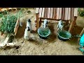 DIY How To Make Cow Shed House Of Animals Horse House Cow Shed Mini Hand Pump Woodwork 2023