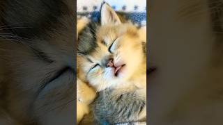 My lovely little ones#capcut #cat #pets#comedy #petcomedy #kittypets