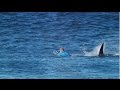 Le surfeur Mick Fanning attaqué par un requin !