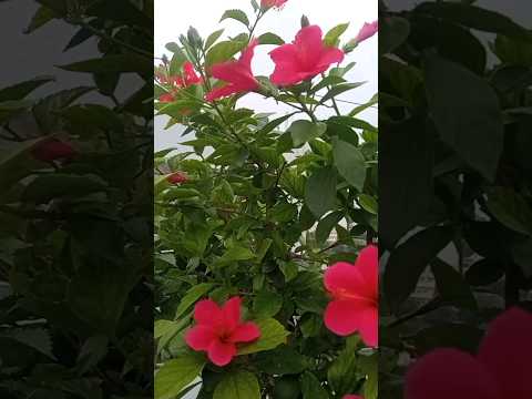 mandaram plant ki ekkuva flowers ravalante emi cheyali #hibiscus #trendingshorts #ytshorts