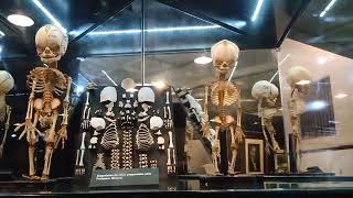 Apresentação do Museu de Anatomia Humana Prof Alfonso Bovero