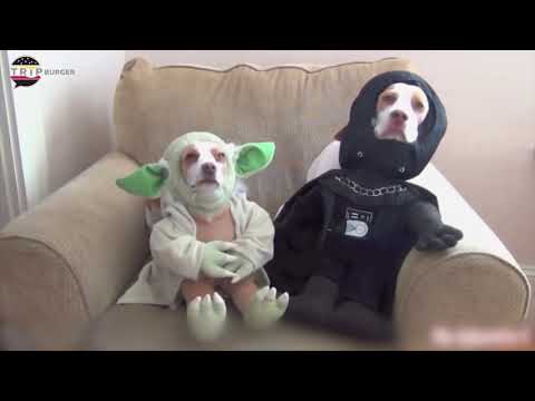 Funny Crazy Dogs & Cute Puppies in Costumes Viral Video Compilations