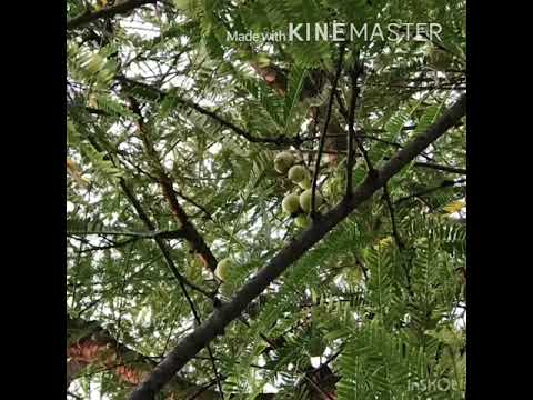 Vitamin c drink || anti virus|| healthy drink