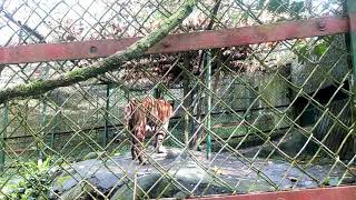 preview picture of video 'Roar...Tiger in arunachal ...itanagar zoo'