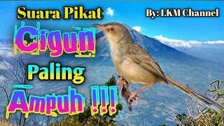 Download lagu Suara Paling Ampuh Pikat Cigun // Ciblek Gunung mp3
