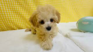 ハーフ犬の動画01